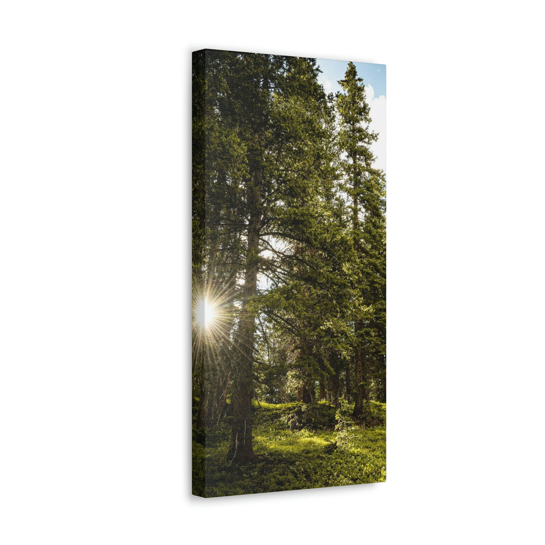 Forest Light - Canvas