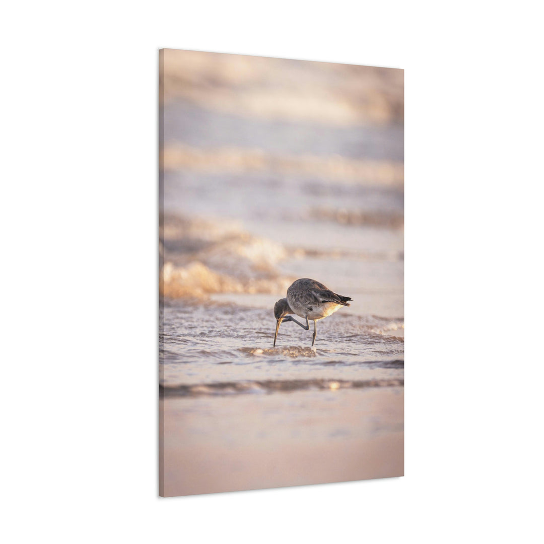 Willet Itch - Canvas