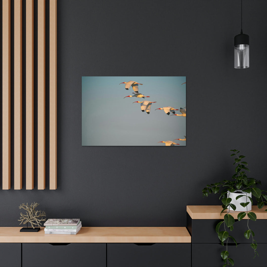 White Ibis in Flight - Canvas