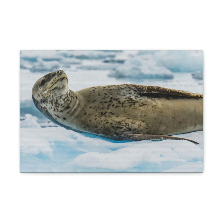 Leopard Seal Relaxing - Canvas