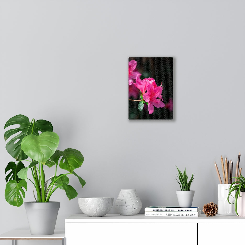 Standout Azalea - Canvas