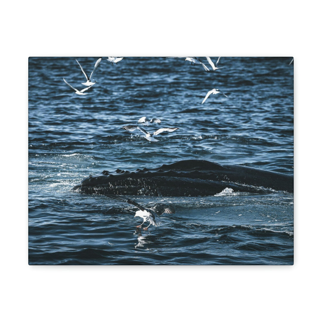 Humpback Hello - Canvas