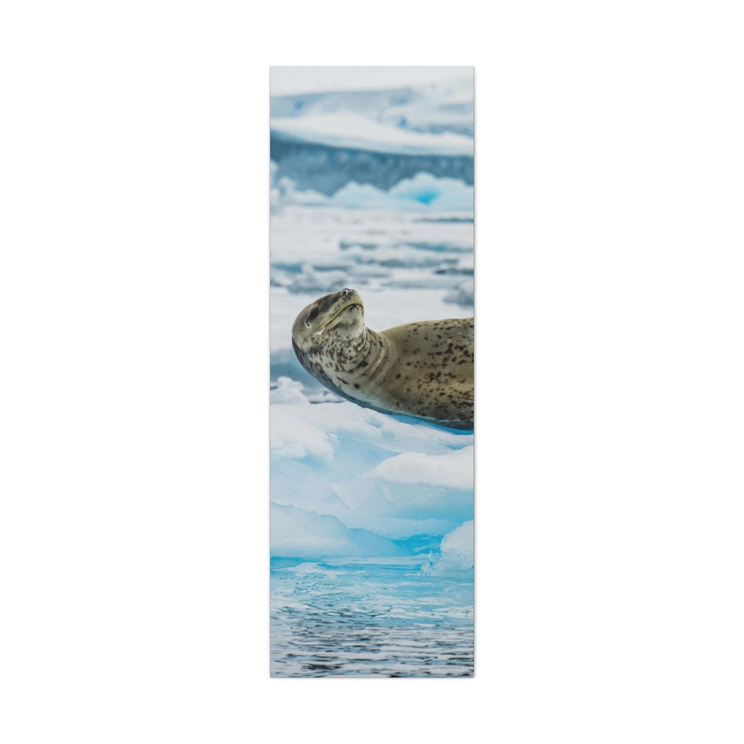 Leopard Seal Relaxing - Canvas