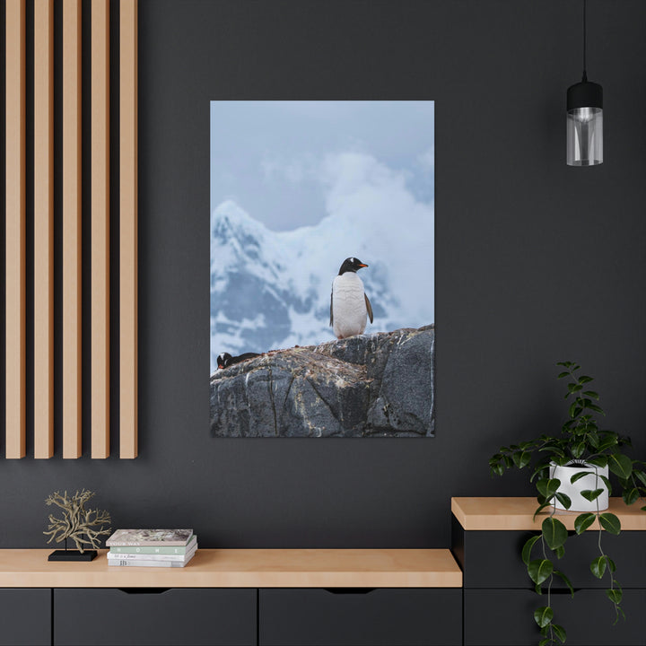 Poised Penguin - Canvas