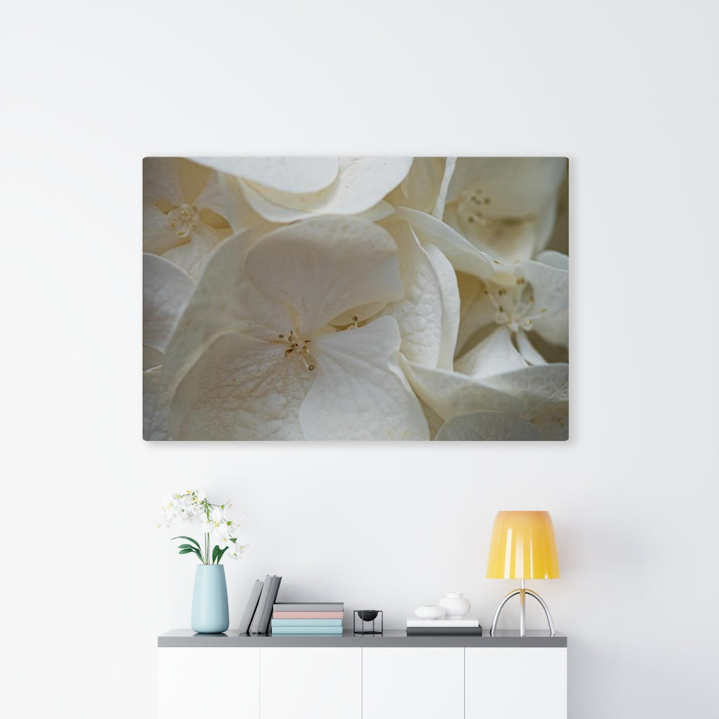 White Hydrangea Detail - Canvas