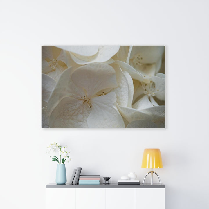 White Hydrangea Detail - Canvas