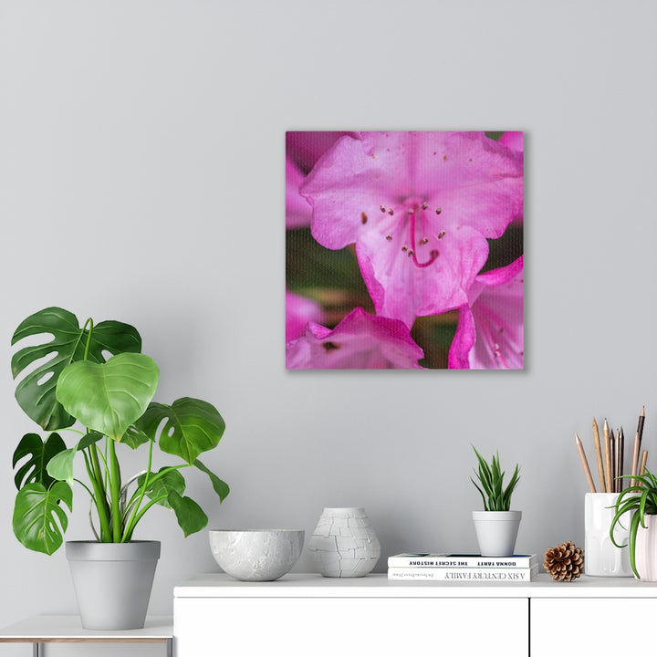 Soft Pinks - Canvas