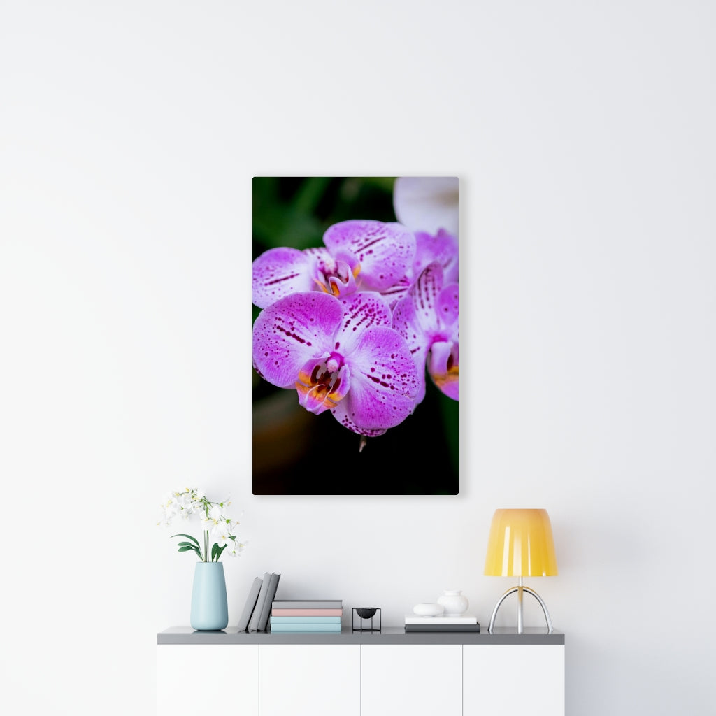 Orchid in Pink - Canvas