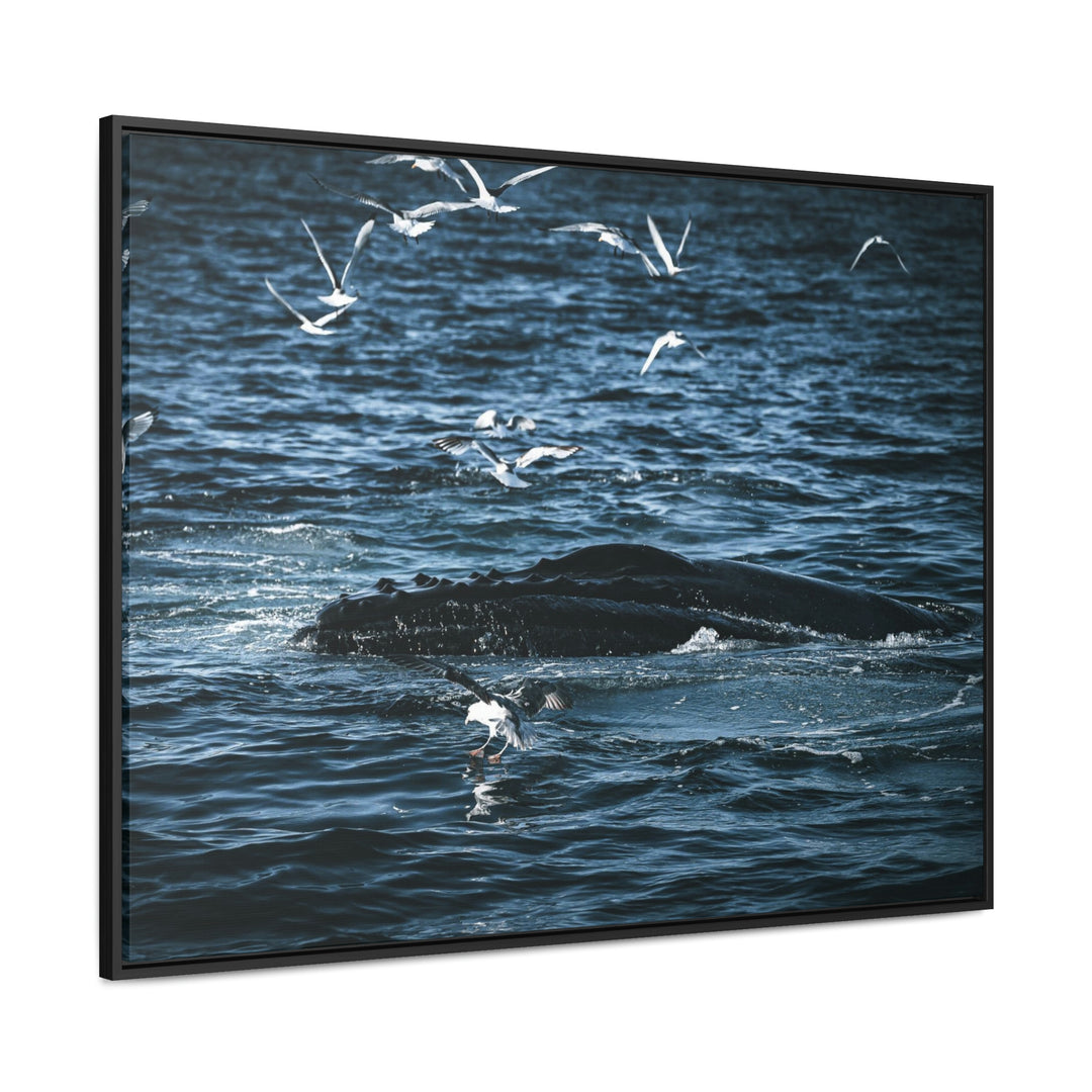 Humpback Hello - Canvas with Frame