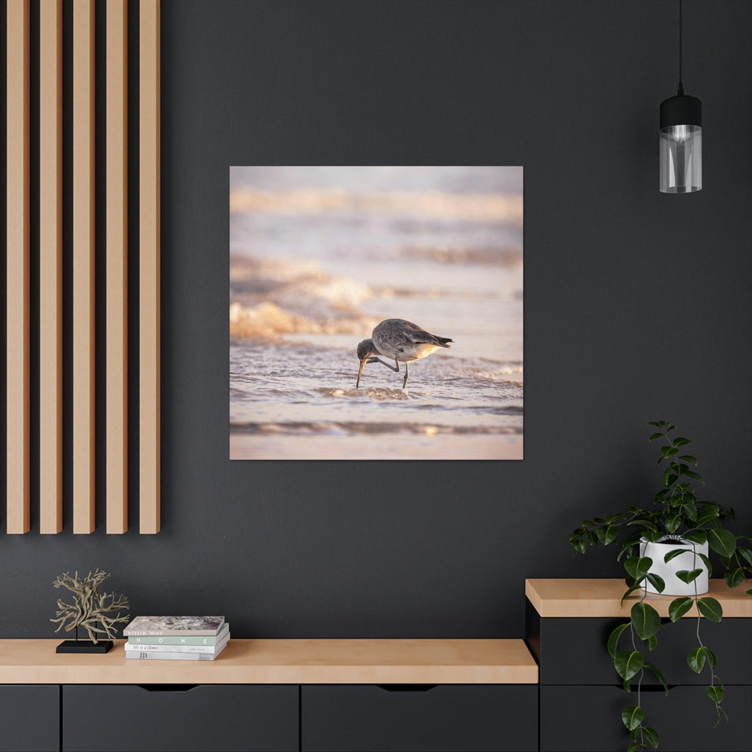 Willet Itch - Canvas