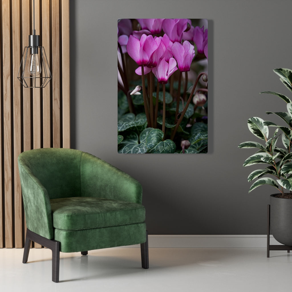 Cyclamen Reach - Canvas