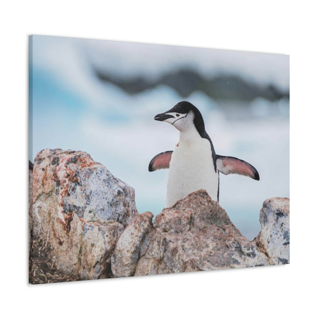 Stretched Penguin - Canvas