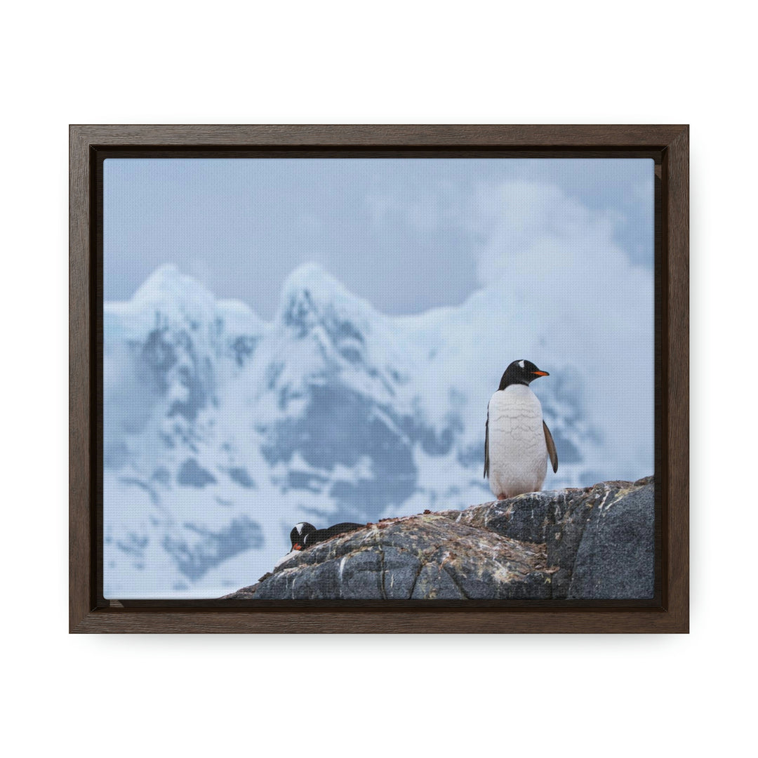 Poised Penguin - Canvas with Frame