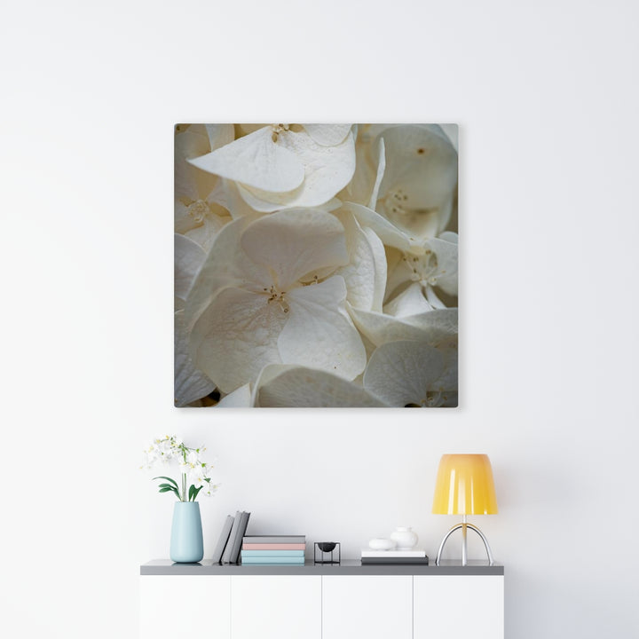 White Hydrangea Detail - Canvas