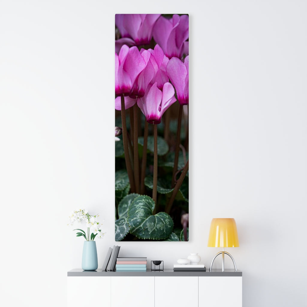 Cyclamen Reach - Canvas