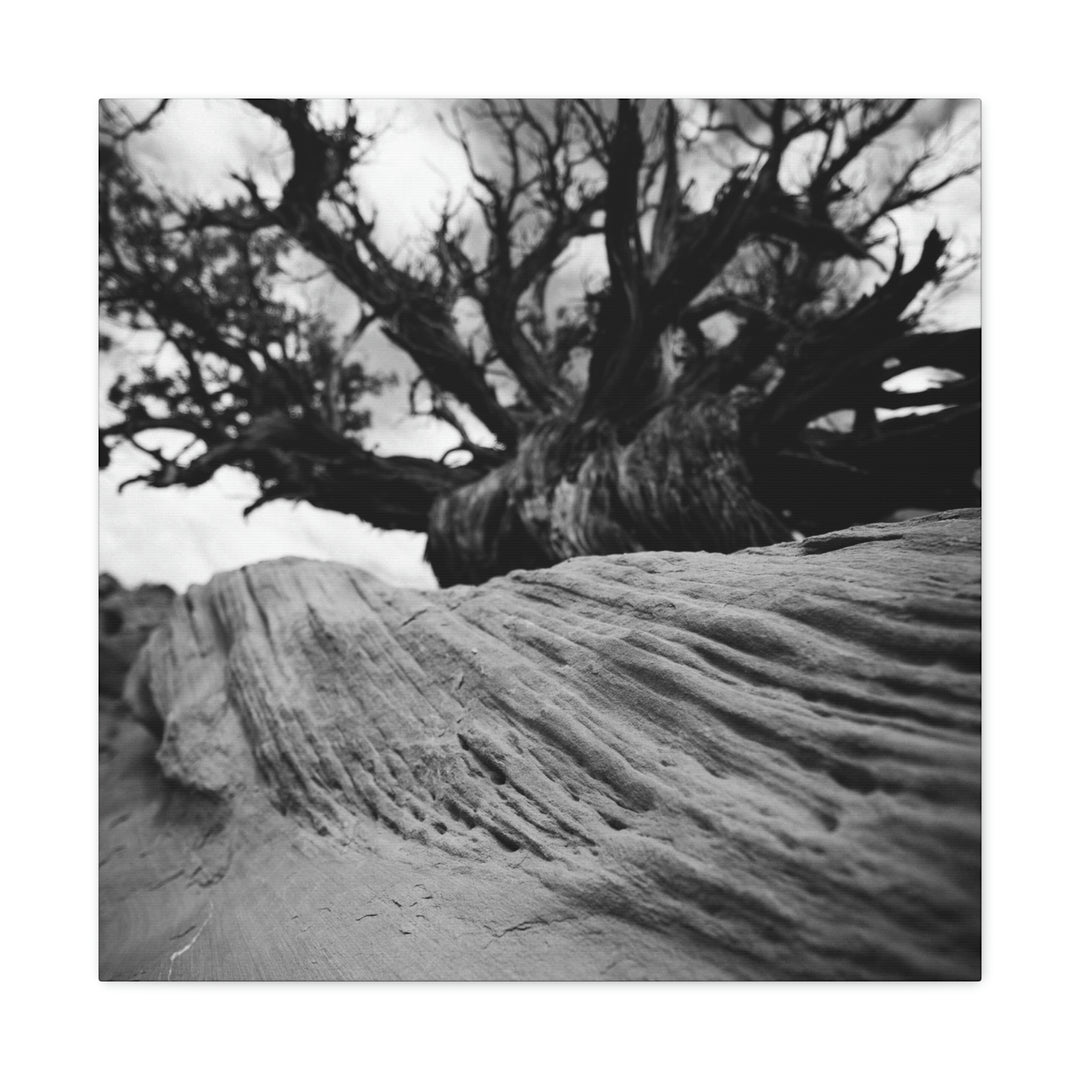 Desert Reach in Black and White - Canvas