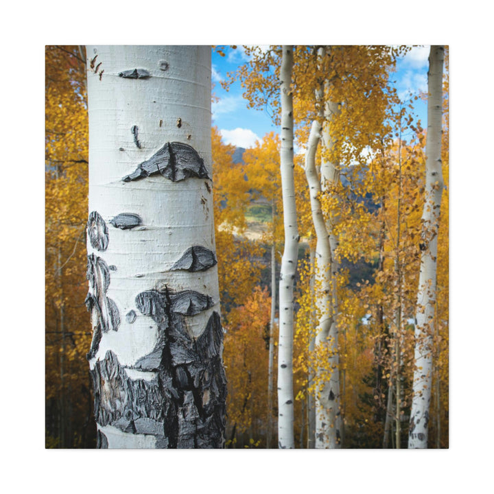 Aspens Changing - Canvas