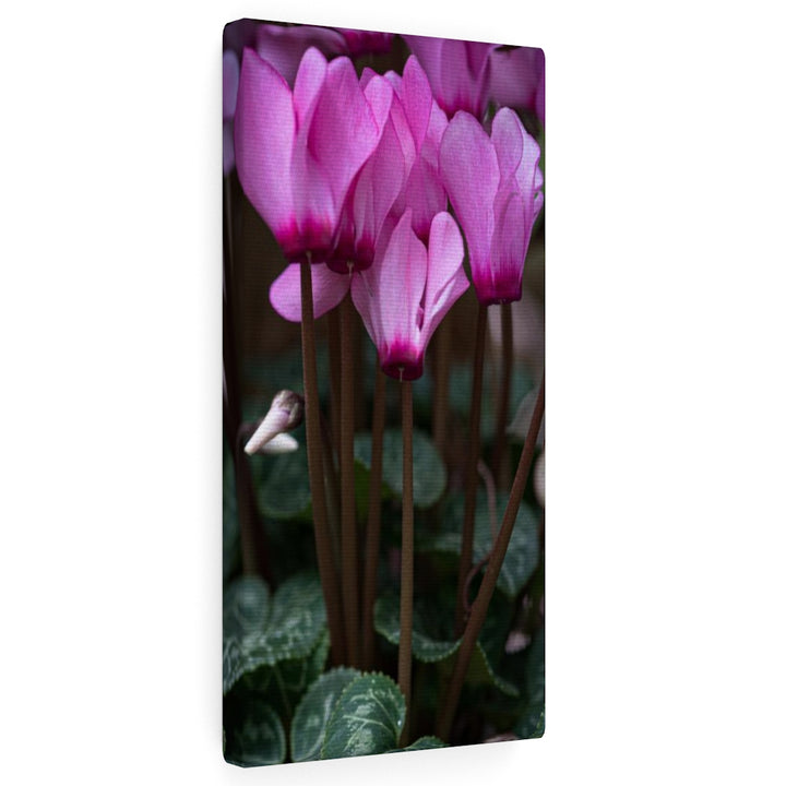 Cyclamen Reach - Canvas