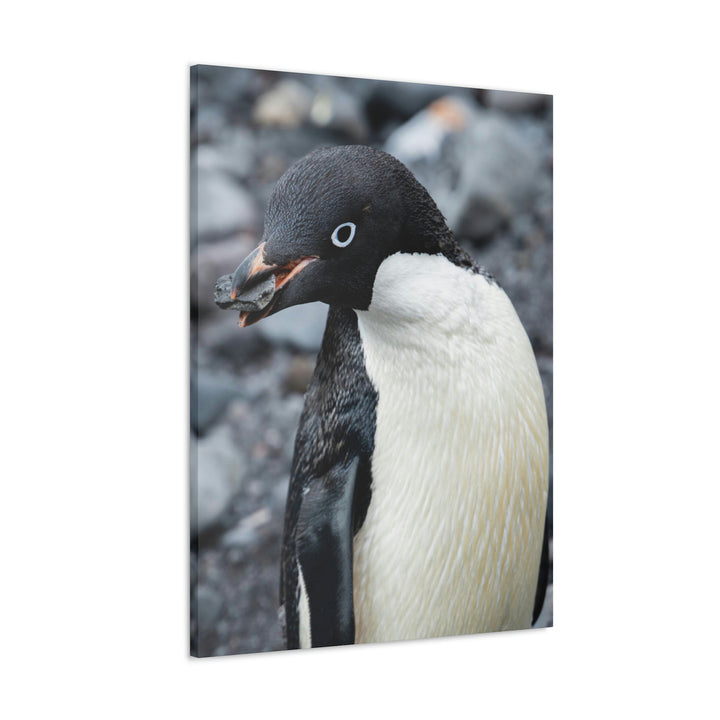 A Penguin's Pebble - Canvas