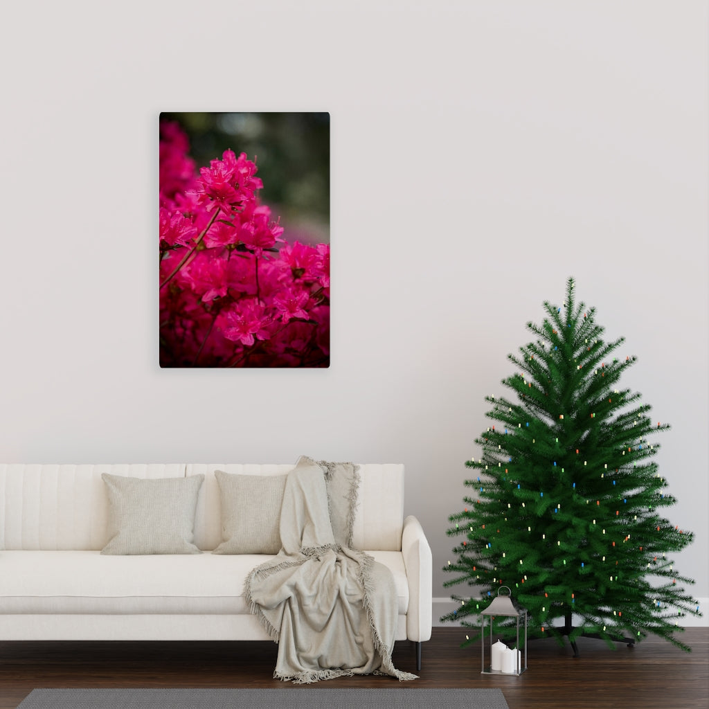 Full Bloom - Canvas