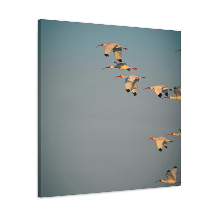 White Ibis in Flight - Canvas