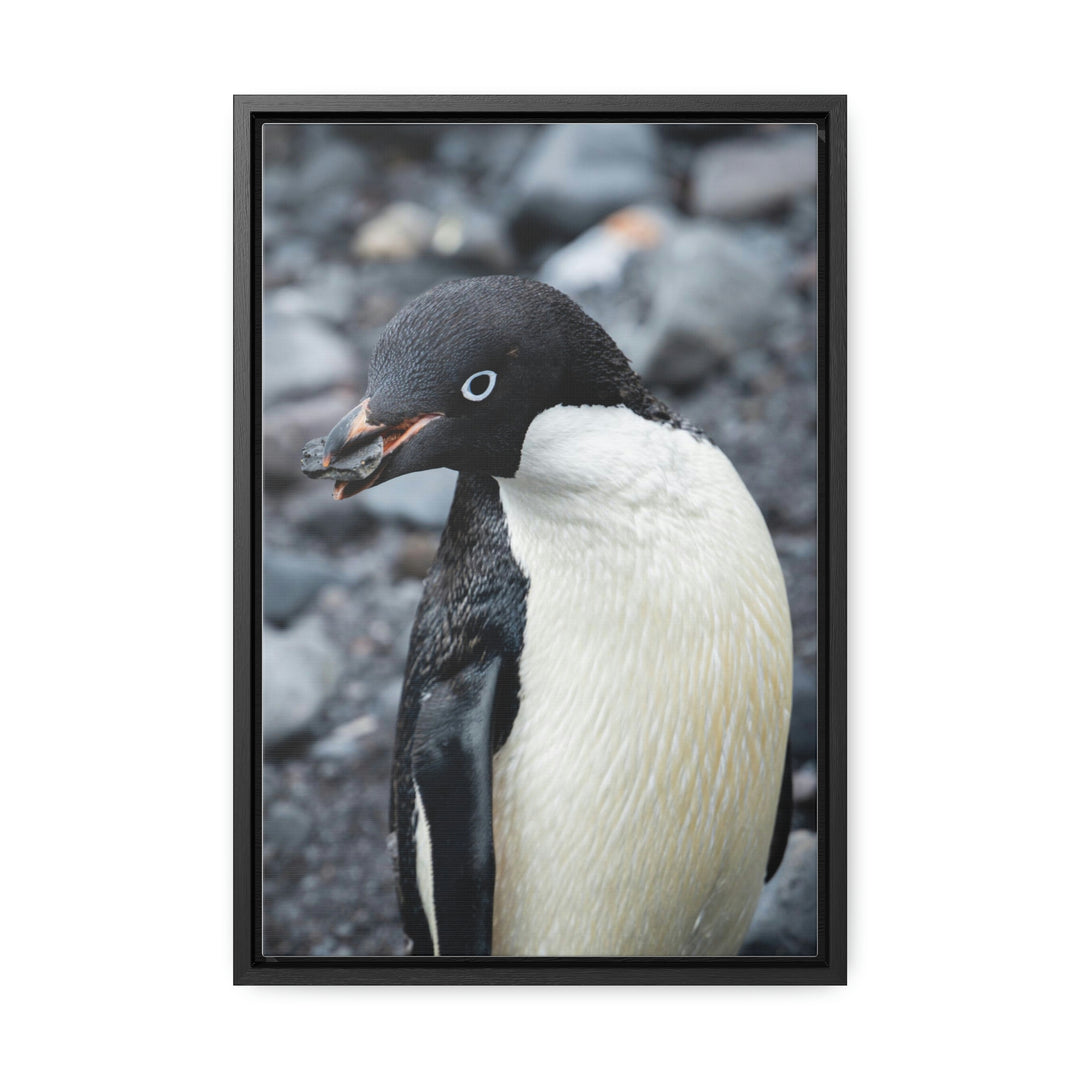 A Penguin's Pebble - Canvas with Frame