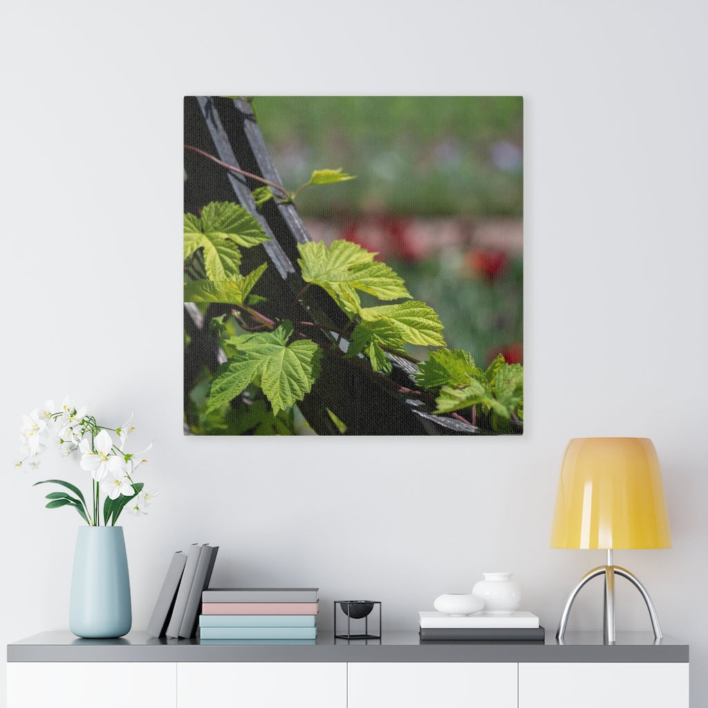 Ivy-Covered Fence - Canvas