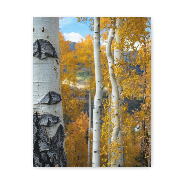 Aspens Changing - Canvas