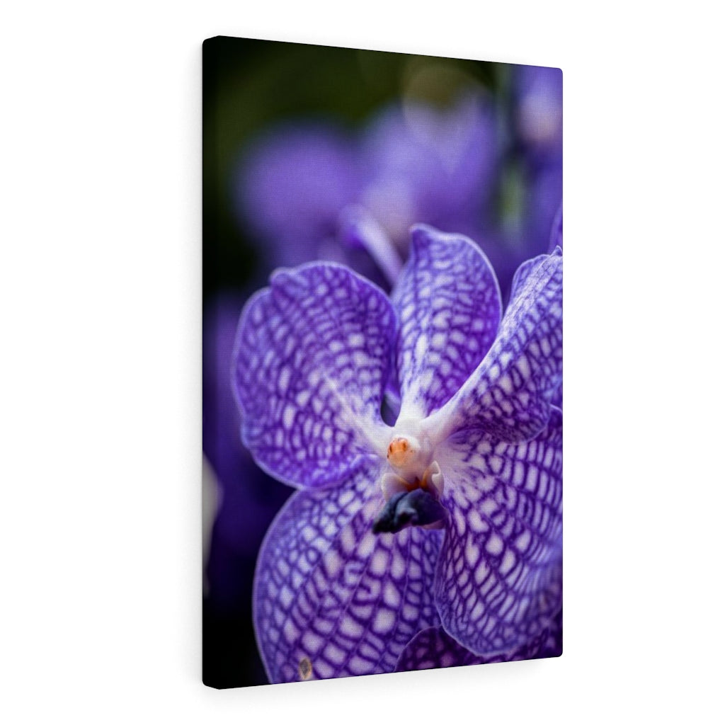 Orchid Detail - Canvas