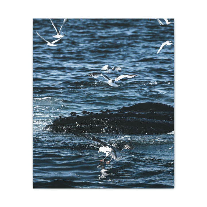 Humpback Hello - Canvas