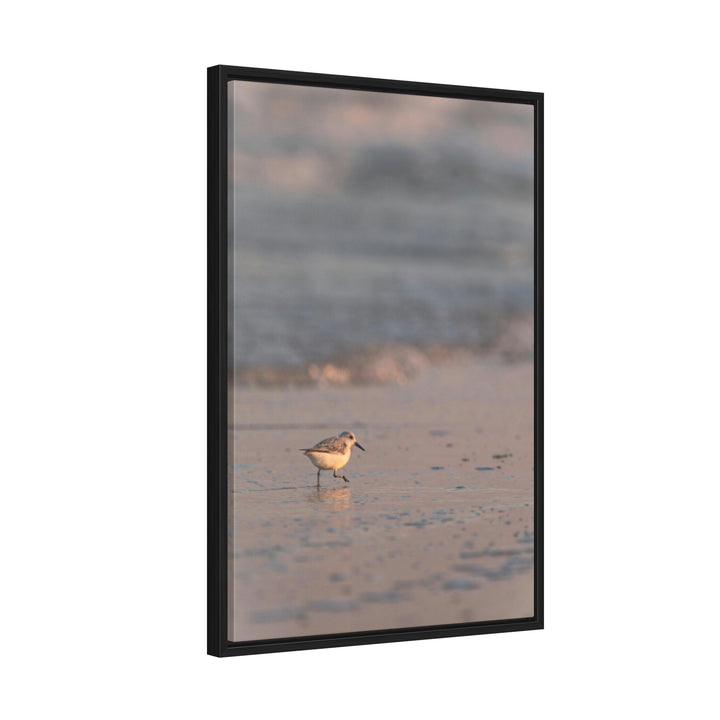 Sanderling in Soft Dusk Light - Canvas with Frame