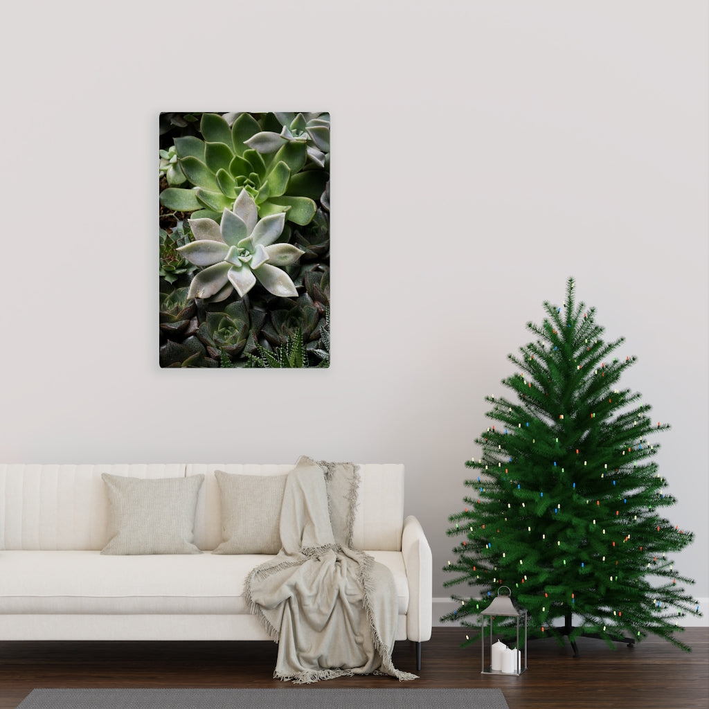 Succulent - Array - Canvas