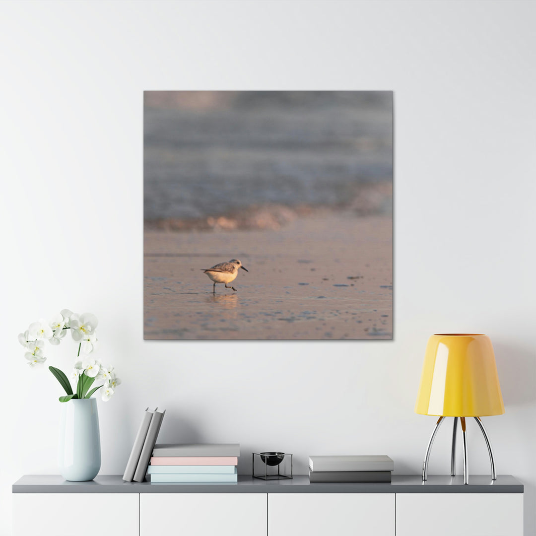 Sanderling in Soft Dusk Light - Canvas