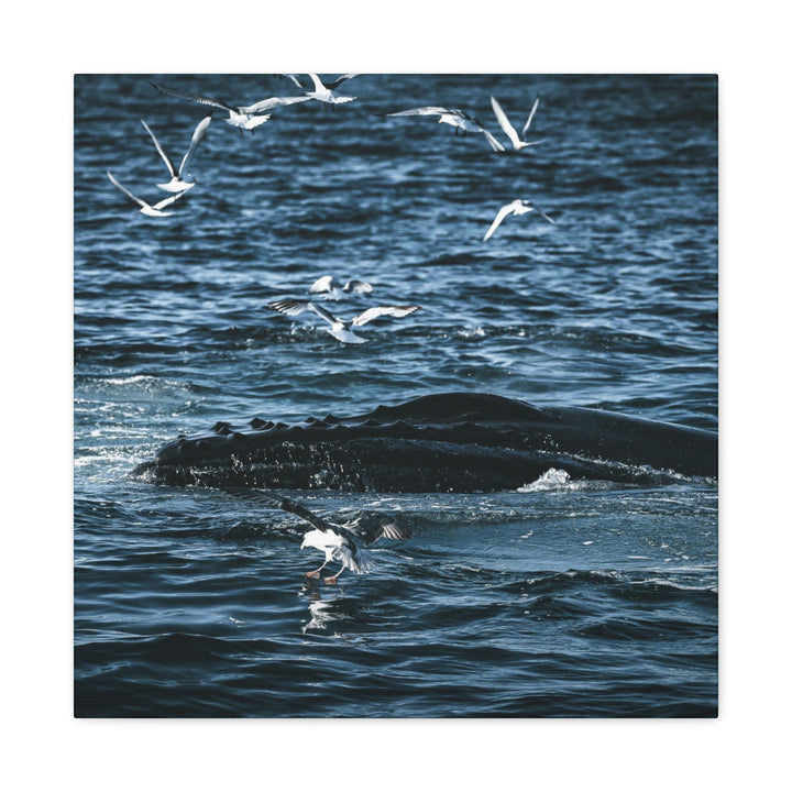 Humpback Hello - Canvas