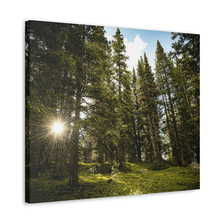 Forest Light - Canvas