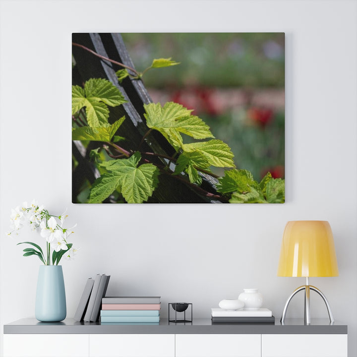 Ivy-Covered Fence - Canvas