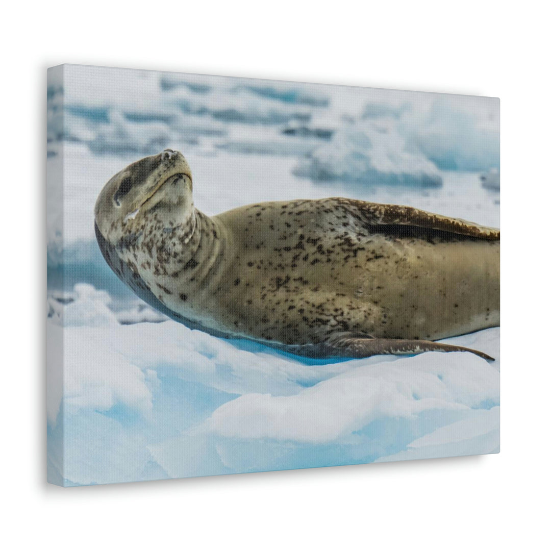 Leopard Seal Relaxing - Canvas