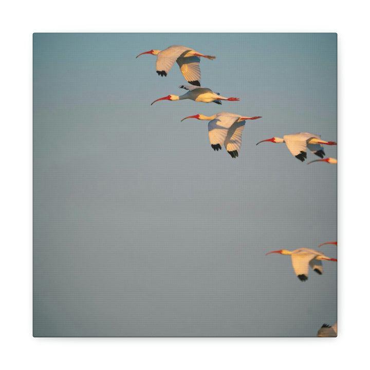 White Ibis in Flight - Canvas