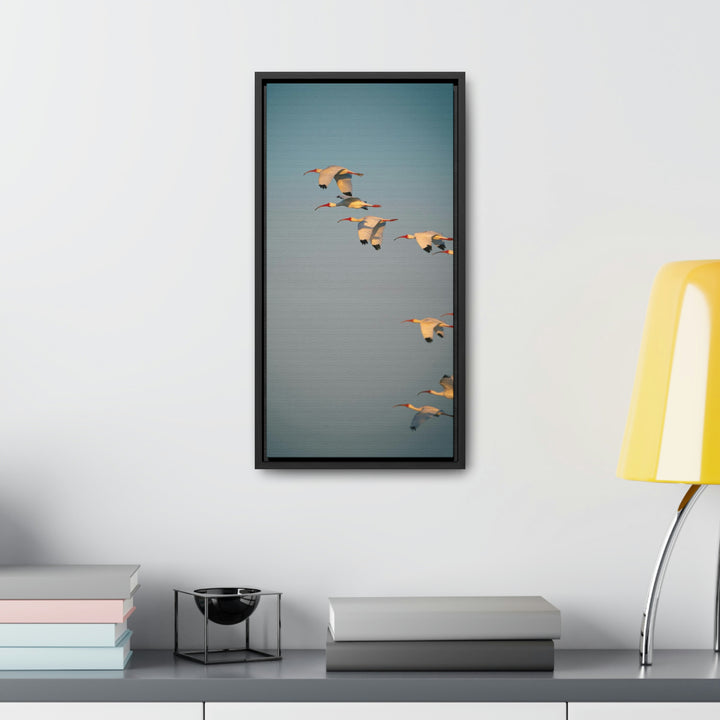 White Ibis in Flight - Canvas with Frame