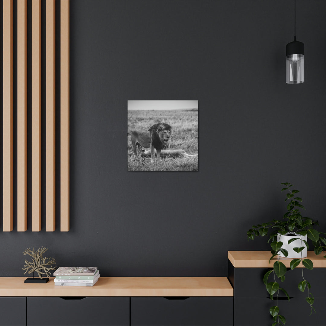 Mating Lions in Black and White - Canvas