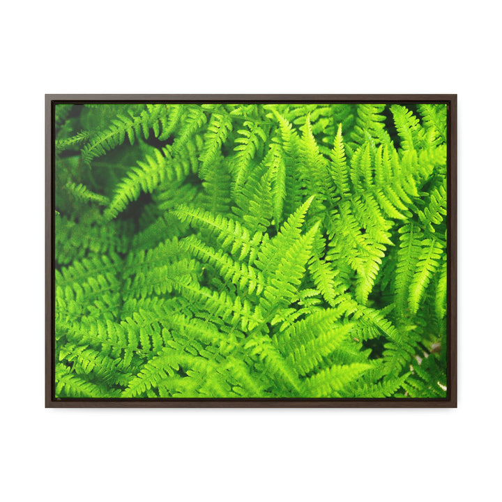 Ferns, Ferns, Ferns - Canvas with Frame