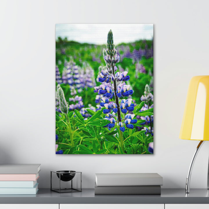 Glowing Lupin - Canvas