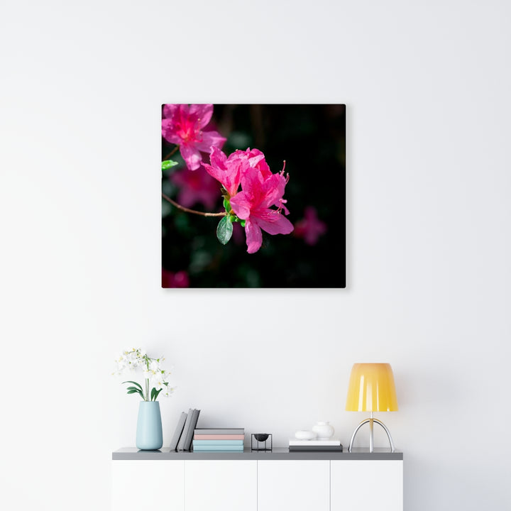 Standout Azalea - Canvas