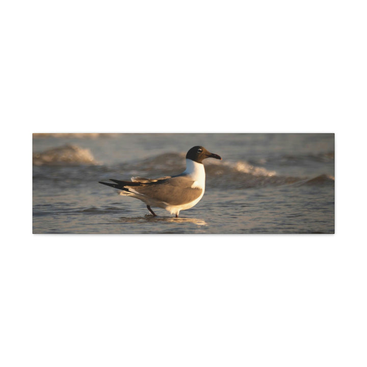 Laughing Gull in the Surf - Canvas