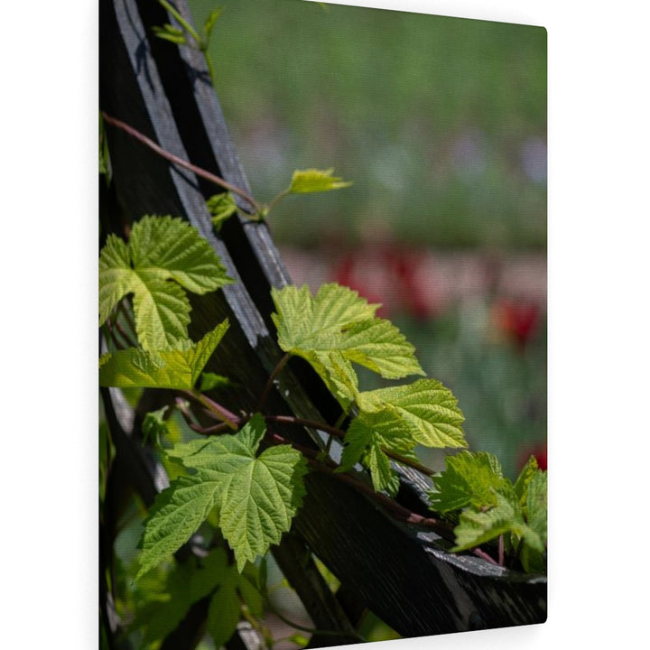 Ivy-Covered Fence - Canvas