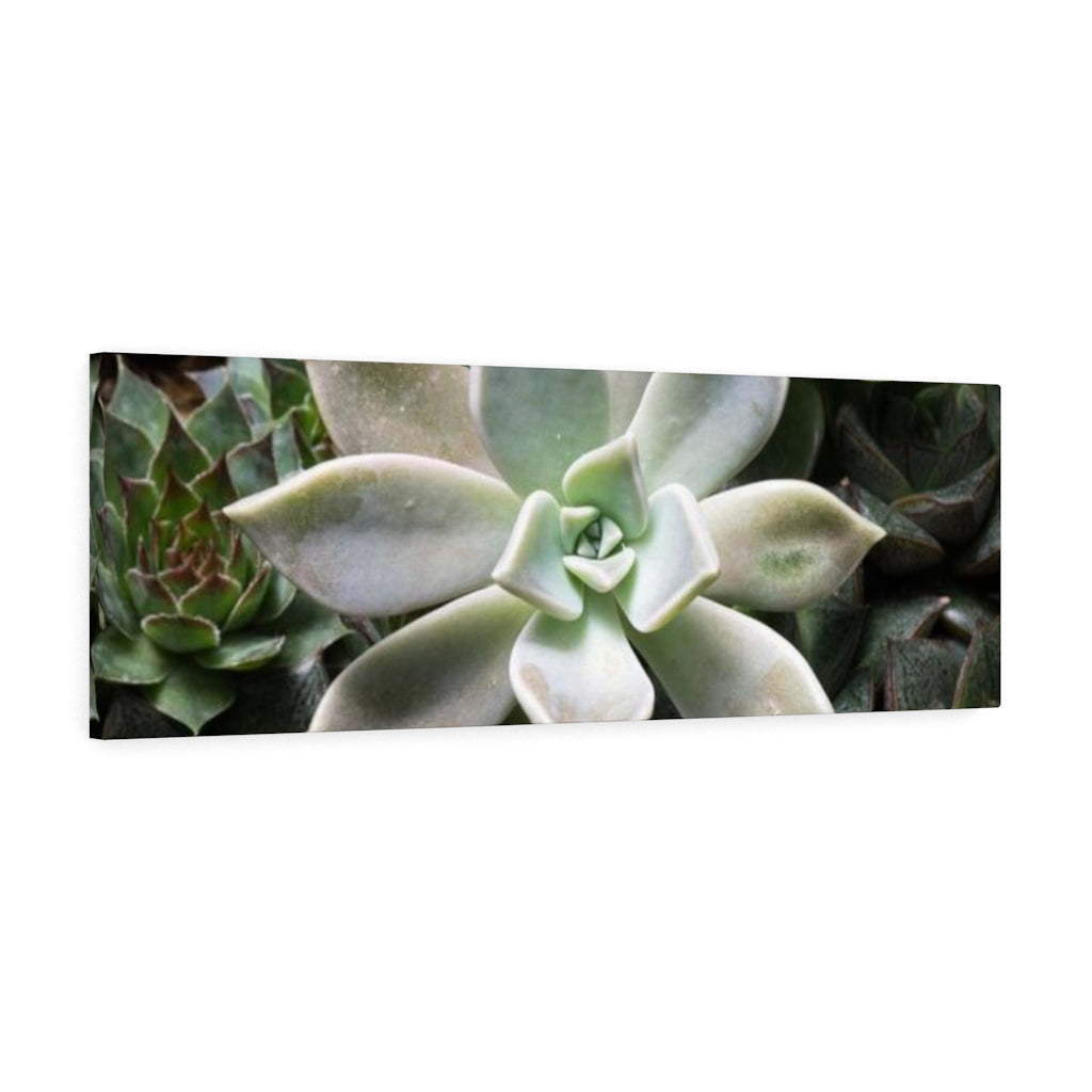 Succulent - Array - Canvas