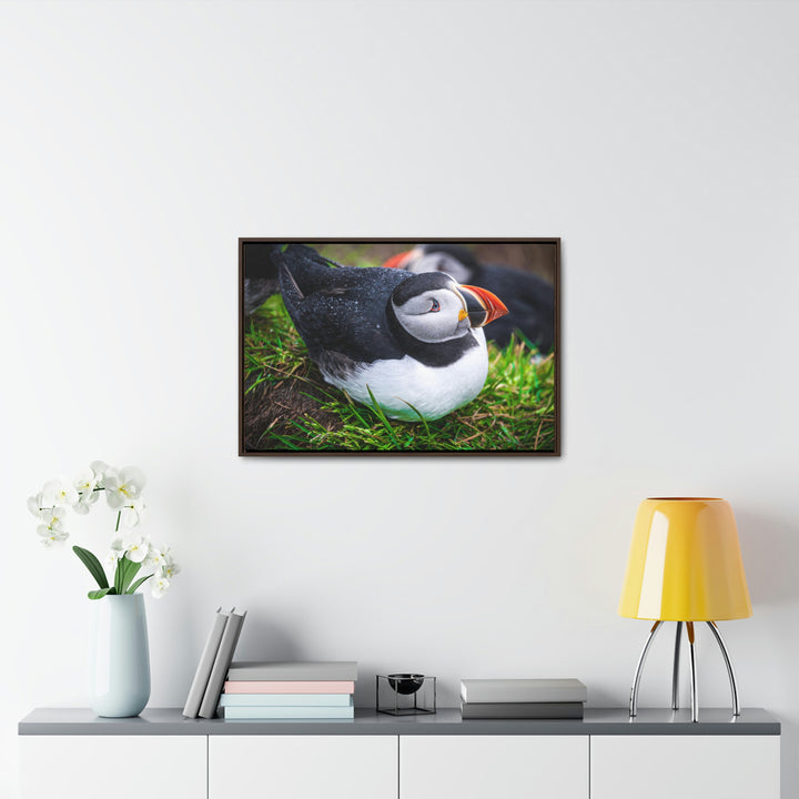 Resting Puffin - Canvas with Frame