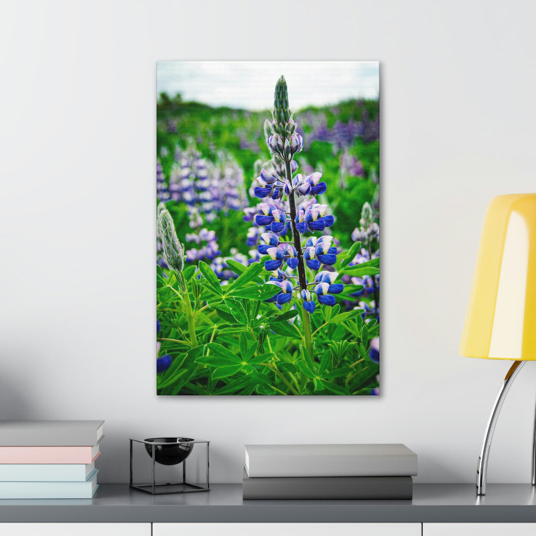 Glowing Lupin - Canvas