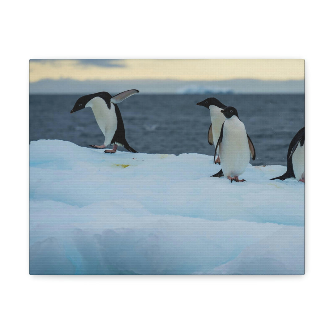 Penguin Dance - Canvas