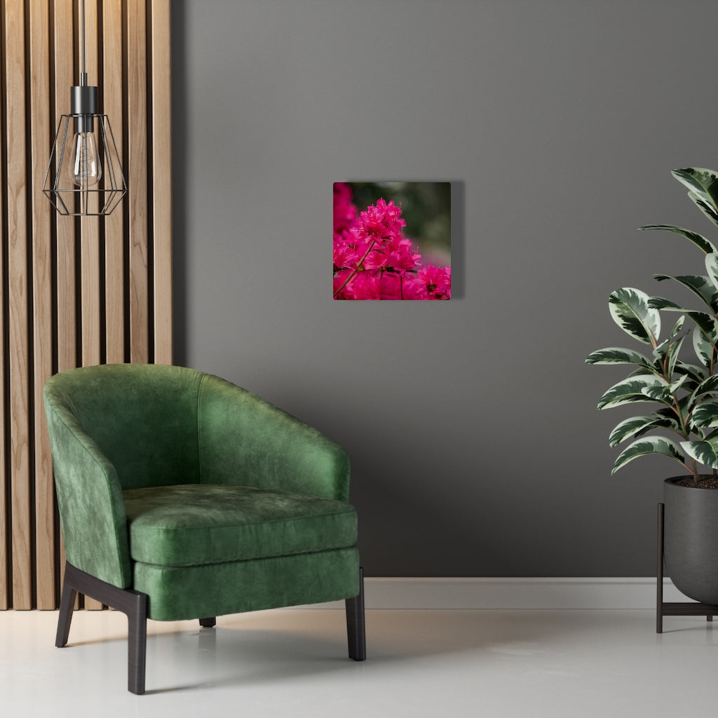 Full Bloom - Canvas